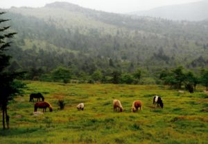 Wild ponies near Mount Rogers